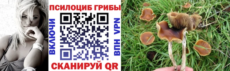 Купить  Собинка  Псилоцибиновые грибы Psilocybe 